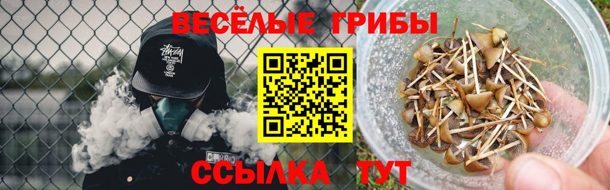 Галлюциногенные грибы Psilocybe Кольчугино
